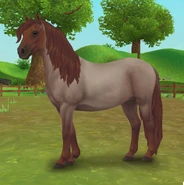 Kuc dartmoor - kasztanowato-dereszowata