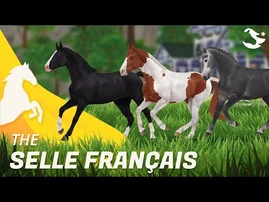 Selle_Français_✨_-_Star_Stable_Horses