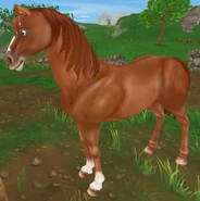 Kasztanowata (niedostępna)