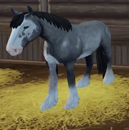 Kara dereszowata sabino