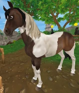 Gniada tobiano (generacja 1.5) (niedostępna)