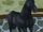 Friesian Horse/Other Appearances