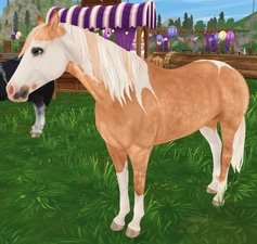 Palomino Tobiano