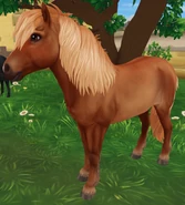 Kasztanowa z konopiastą grzywą i ogonem (3 generacja)