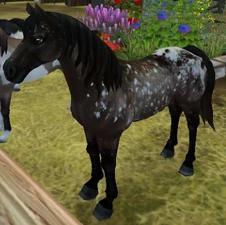 Brown Spotted Blanket