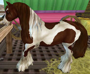 The Chestnut Pinto Coat (Gen 1)