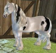 Kara tobiano (generacja 2)