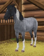 Kara dereszowata tobiano (generacja 3)