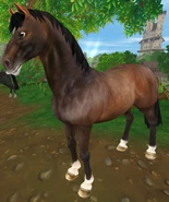 Gniada jabłkowita (1.5 generacja) (niedostępna)