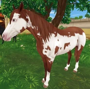 Kasztanowa overo (generacja 3)