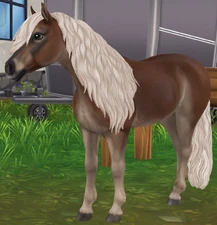 Liver Flaxen Chestnut Pangaré