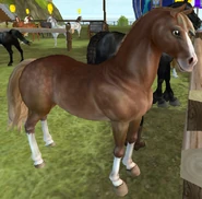 The Dapple Flaxen Chestnut Coat