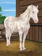 Izabelowata leopard (generacja 3)