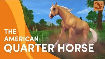 American Quarter Horse Jorvikipedia Fandom