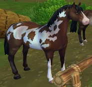Jorvik Gorącokrwisty - Gniada Overo.png (325 KB) Gniada okopcona overo