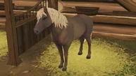 StarStable 2019-11-20 16-06-18.png (1,01 MB) Brudnokasztanowata