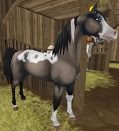 PintaSzampan.png (915 KB) Klasycznoszampańska tobiano (generacja 2) (niedostępna)