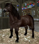 Gniada mączysta (2 generacja)