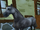 Lipizzaner/Other Appearances