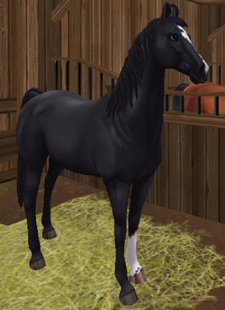 14++ Star stable achat du mustang information