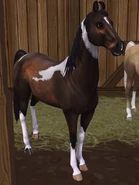 Marwariciemnogniada.png (865 KB) Ciemnogniada tobiano