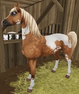 PintaIzabel.png (875 KB) Izabelowata tobiano (generacja 2) (niedostępna)