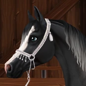 Show Halter (decorated)