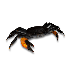 Crab