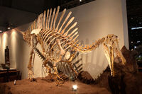 Subadult Spinosaurus