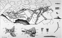 Compsognathus by Nopcsa, 1903