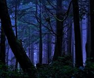 Darkforest