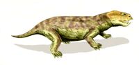 Eodicynodon BW