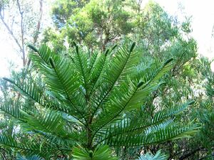 Wollemi pine tips