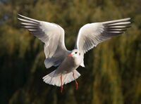 Black-headed Gull - St James 27s Park 2C London - Nov 2006 edit2