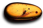 Mosquito in amber