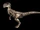 Deinonychus (IV)