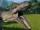 Allosaurus (Dinosaur apocalypse)