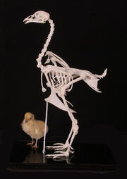 Chickenskeleton