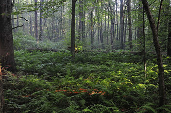 Forest-and-fern-fields