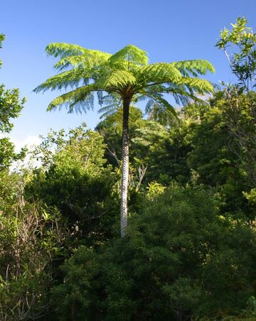 Cyathea arborea