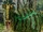 Carnotaurus (Jurassic Cinematic Saga)