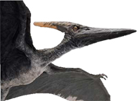 Jurassic Park III Alpha Male Pteranodon-1-