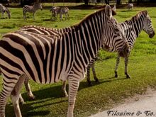 Zebras owned by Fîlsaîme & Co.