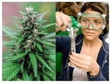 2020 medical marigwanâ dispensary.png