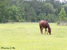 Mustang free-roaming horse owned by Fîlsaîme & Co.