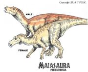 Maiasaura