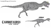 Carnotaurus