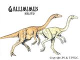 Gallimimus bullatus