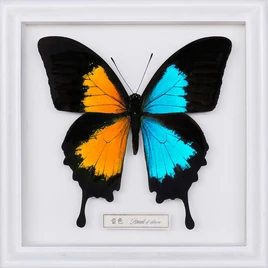 Regular Edition / Limited Edition