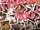"Thank You!" ITO KANAKO the BEST -Nitroplus songs collection-